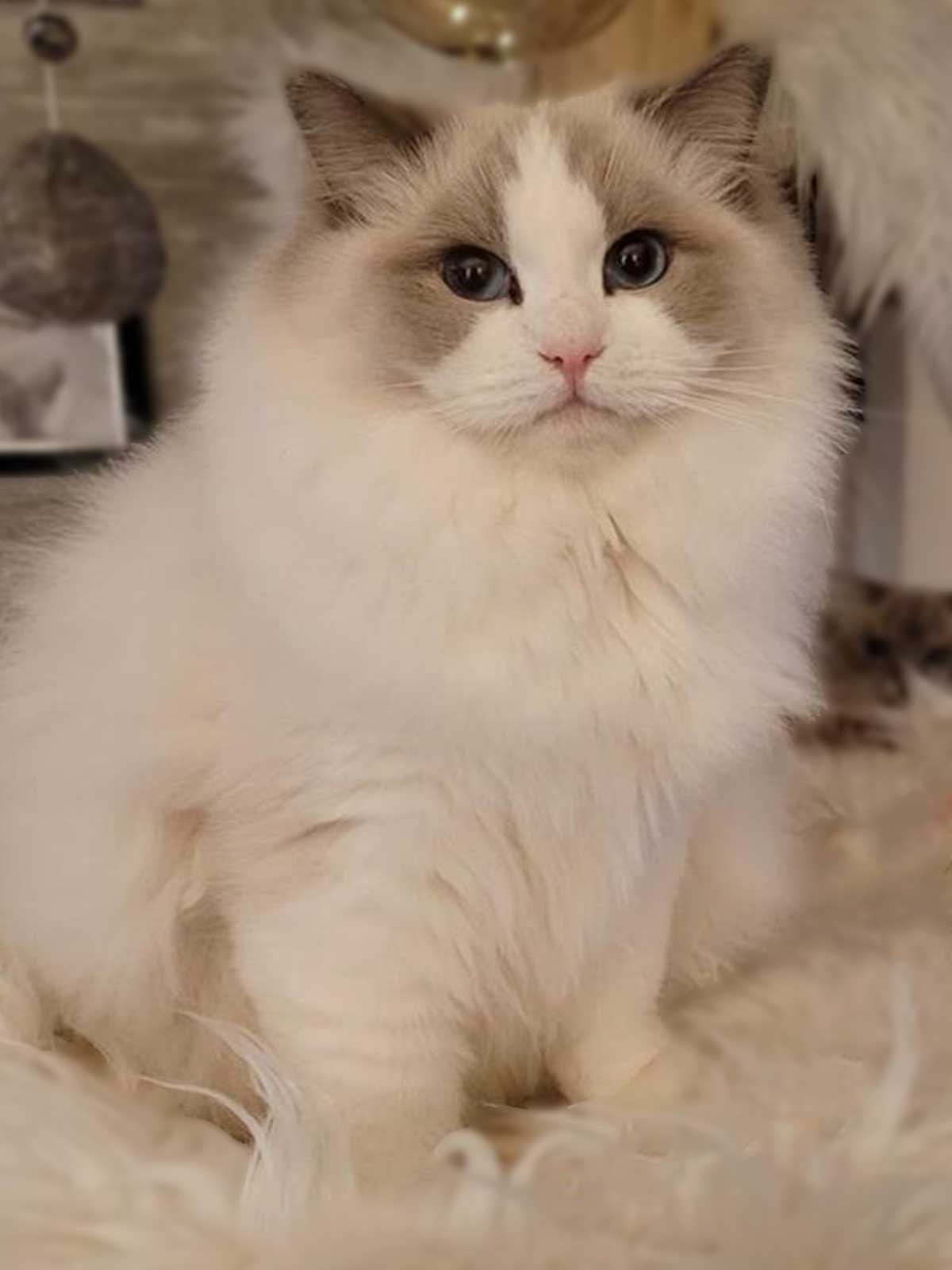 Biggi - Nani & Nanoek's Cattery