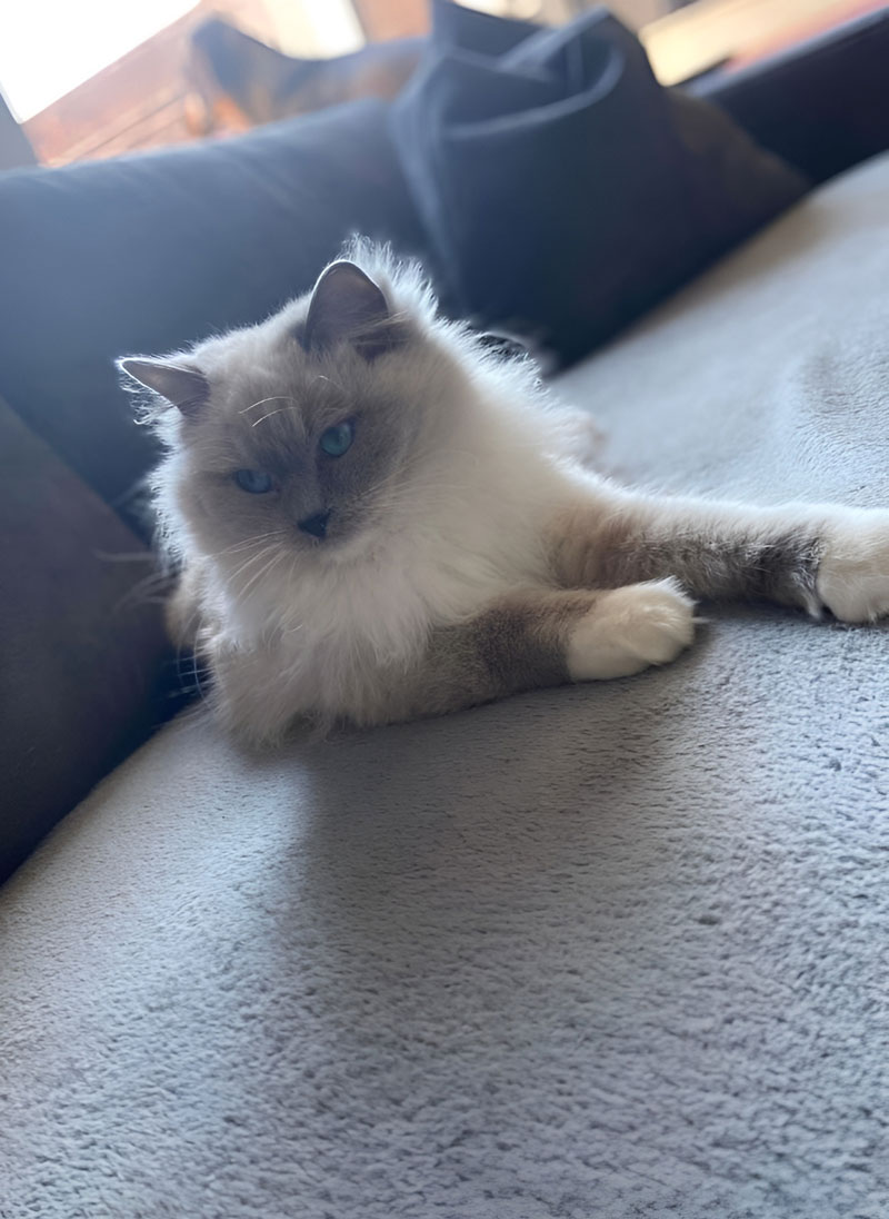 Bijoux - Nani & Nanoek's Cattery