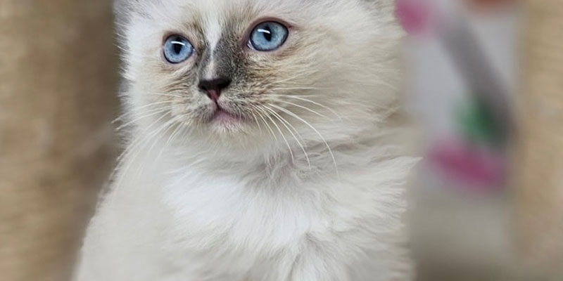 Bijoux Kitten - Nani & Nanoek's Cattery