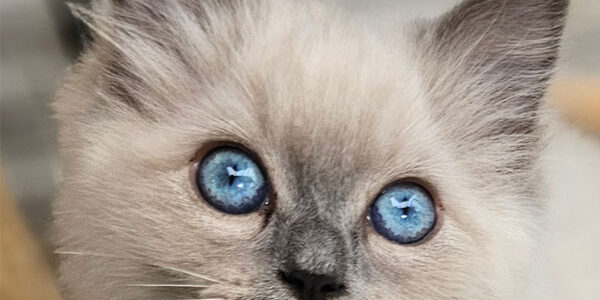 Milo Kitten - Nani & Nanoek's Cattery