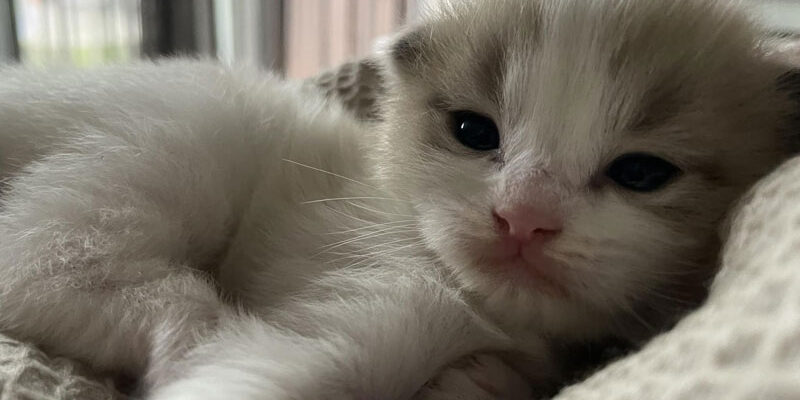 Yentl Kitten - Nani & Nanoek's Cattery