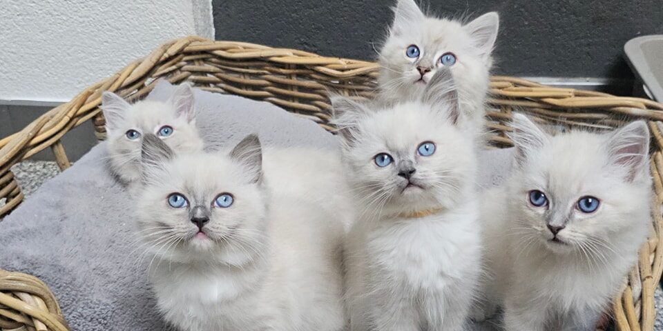 Blue Point Ragdoll Kittens - Nani & Nanoek's Cattery
