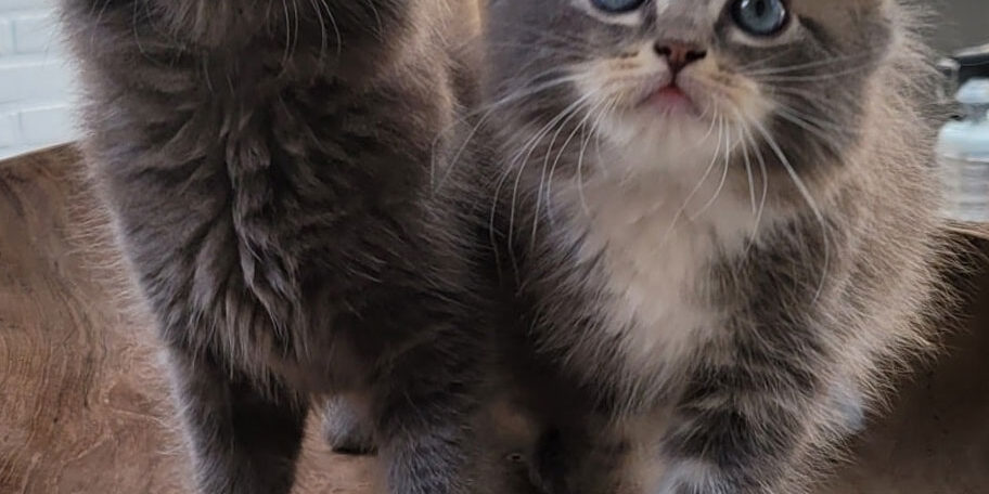 Blue taddy solid mitted kitten - Nani & Nanoek's Cattery