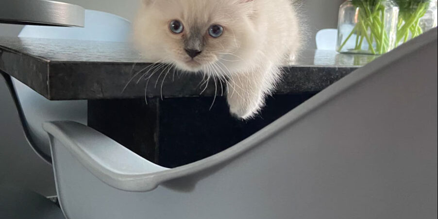 Gigi - Nani & Nanoek's Cattery